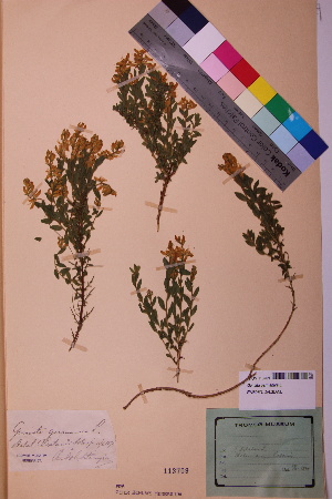  (Genista germanica - TROM_V_113709_sg)  @11 [ ] CreativeCommons - Attribution Non-Commercial Share-Alike (2018) Unspecified Tromsø University Museum