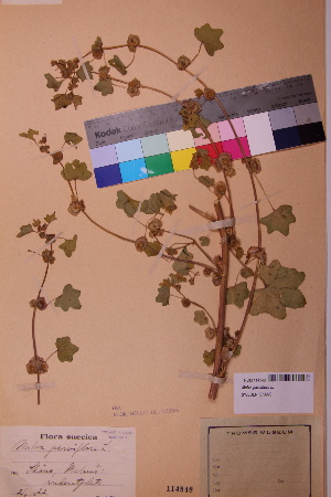  ( - TROM_V_114548_sg)  @11 [ ] CreativeCommons - Attribution Non-Commercial Share-Alike (2018) Unspecified Tromsø University Museum