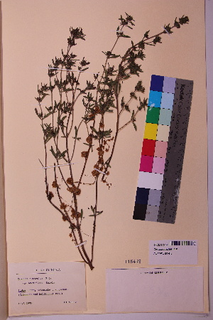  (Cuscuta australis - TROM_V_115478_sg)  @11 [ ] CreativeCommons - Attribution Non-Commercial Share-Alike (2018) Unspecified Tromsø University Museum