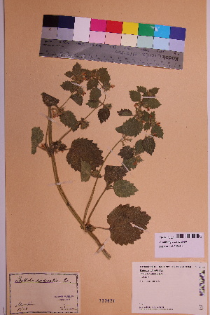  ( - TROM_V_115621_sg)  @11 [ ] CreativeCommons - Attribution Non-Commercial Share-Alike (2018) Unspecified Tromsø University Museum