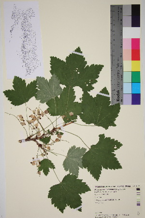  (Ribes spicatum - TROM_V_134577_sg)  @11 [ ] CreativeCommons - Attribution Non-Commercial Share-Alike (2016) Unspecified Tromso University Museum