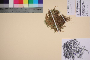  (Selaginella sibirica - TROM_V_135719_sg)  @11 [ ] CreativeCommons - Attribution Non-Commercial Share-Alike (2017) Unspecified Tromsø University Museum