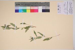  (Aster sibiricus - TROM_V_135760_sg)  @11 [ ] CreativeCommons - Attribution Non-Commercial Share-Alike (2017) Unspecified Tromsø University Museum