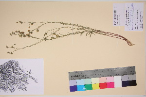  (Linum perenne lewisii - TROM_V_135817_sg)  @11 [ ] CreativeCommons - Attribution Non-Commercial Share-Alike (2017) Unspecified Tromsø University Museum
