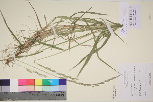  (Elymus macrourus - TROM_V_135865_sg)  @11 [ ] CreativeCommons - Attribution Non-Commercial Share-Alike (2017) Unspecified Tromsø University Museum