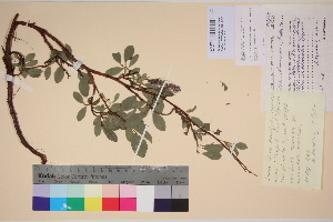  (Salix chamissonis - TROM_V_135899_sg)  @11 [ ] CreativeCommons - Attribution Non-Commercial Share-Alike (2017) Unspecified Tromsø University Museum