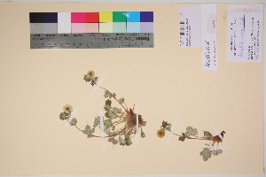 ( - TROM_V_135921_sg)  @11 [ ] CreativeCommons - Attribution Non-Commercial Share-Alike (2017) Unspecified Tromsø University Museum