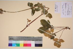  ( - TROM_V_135955_sg)  @11 [ ] CreativeCommons - Attribution Non-Commercial Share-Alike (2017) Unspecified Tromsø University Museum