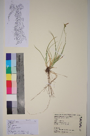  (Carex viridula var. scotica - TROM_V_136105_sg)  @11 [ ] CreativeCommons - Attribution Non-Commercial Share-Alike (2017) Unspecified Tromsø University Museum