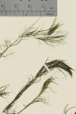  ( - TROM_V_140986_sg)  @11 [ ] CreativeCommons - Attribution Non-Commercial Share-Alike (2016) Unspecified Tromso University Museum