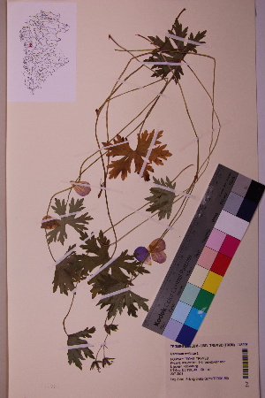  ( - TROM_V_146906_sg)  @11 [ ] CreativeCommons - Attribution Non-Commercial Share-Alike (2018) Unspecified Tromsø University Museum