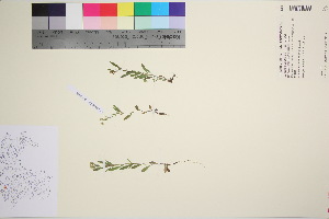  ( - TROM_V_148859_sg)  @11 [ ] CreativeCommons - Attribution Non-Commercial Share-Alike (2016) Unspecified Tromso University Museum