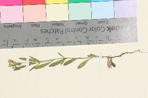  ( - TROM_V_148859_sg)  @11 [ ] CreativeCommons - Attribution Non-Commercial Share-Alike (2016) Unspecified Tromso University Museum