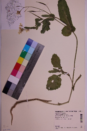  ( - TROM_V_148865_sg)  @11 [ ] CreativeCommons - Attribution Non-Commercial Share-Alike (2018) Unspecified Tromsø University Museum