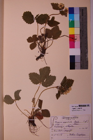  ( - TROM_V_156995_sg)  @11 [ ] CreativeCommons - Attribution Non-Commercial Share-Alike (2018) Unspecified Tromsø University Museum