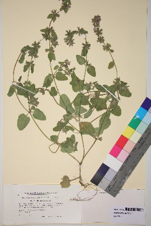  ( - TROM_V_158924_sg)  @11 [ ] CreativeCommons - Attribution Non-Commercial Share-Alike (2018) Unspecified Tromsø University Museum