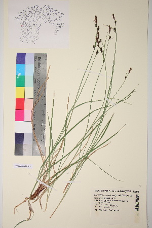  (Carex nigra var. Juncea - TROM_V_162372_sg)  @11 [ ] CreativeCommons - Attribution Non-Commercial Share-Alike (2017) Unspecified Tromsø University Museum