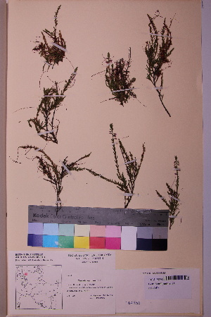  (Cuscuta epithymum - TROM_V_164956_sg)  @11 [ ] CreativeCommons - Attribution Non-Commercial Share-Alike (2018) Unspecified Tromsø University Museum