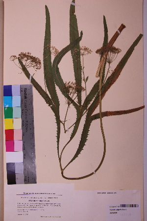  (Falcaria vulgaris - TROM_V_167118_sg)  @11 [ ] CreativeCommons - Attribution Non-Commercial Share-Alike (2018) Unspecified Tromsø University Museum