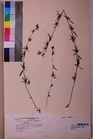  (Misopates orontium - TROM_V_171394_sg)  @11 [ ] CreativeCommons - Attribution Non-Commercial Share-Alike (2018) Unspecified Tromsø University Museum