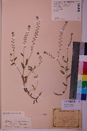  (Myosotis discolor - TROM_V_17906_sg)  @11 [ ] CreativeCommons - Attribution Non-Commercial Share-Alike (2018) Unspecified Tromsø University Museum