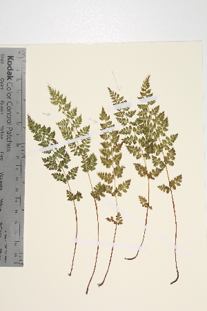  ( - TROM_V_202105_sg)  @11 [ ] CreativeCommons - Attribution Non-Commercial Share-Alike (2016) Unspecified Tromso University Museum