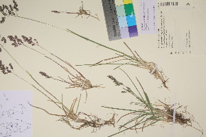  (Poa pratensis subcaerulea - TROM_V_202304_sg)  @11 [ ] CreativeCommons - Attribution Non-Commercial Share-Alike (2017) Unspecified Tromsø University Museum