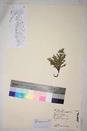  (Juniperus communis var. saxatilis - TROM_V_202347_sg)  @11 [ ] CreativeCommons - Attribution Non-Commercial Share-Alike (2017) Unspecified Tromsø University Museum