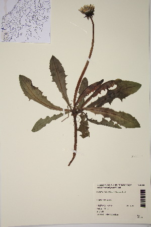  (Taraxacum maculigerum - TROM_V_380004_sg)  @11 [ ] CreativeCommons - Attribution Non-Commercial Share-Alike (2018) Unspecified Tromsø University Museum