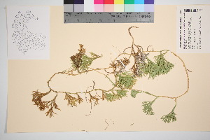  (Diphasiastrum montellii - TROM_V_38451_sg)  @11 [ ] CreativeCommons - Attribution Non-Commercial Share-Alike (2016) Unspecified Tromso University Museum
