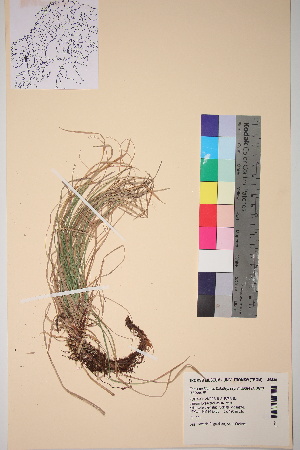  (Carex rhizina - TROM_V_45430_sg)  @11 [ ] CreativeCommons - Attribution Non-Commercial Share-Alike (2017) Unspecified Tromsø University Museum
