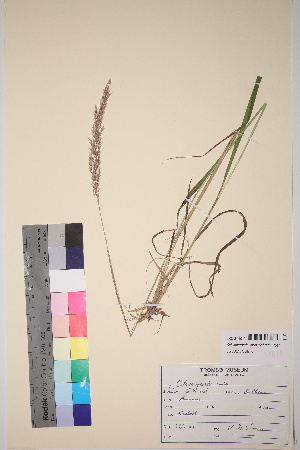  (Calamagrostis varia - TROM_V_51015_sg)  @11 [ ] CreativeCommons - Attribution Non-Commercial Share-Alike (2017) Unspecified Tromsø University Museum