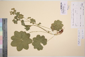  (Alchemilla taernaensis - TROM_V_68918_sg)  @11 [ ] CreativeCommons - Attribution Non-Commercial Share-Alike (2016) Unspecified Tromso University Museum