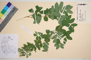  ( - TROM_V_70277_sg)  @11 [ ] CreativeCommons - Attribution Non-Commercial Share-Alike (2016) Unspecified Tromso University Museum