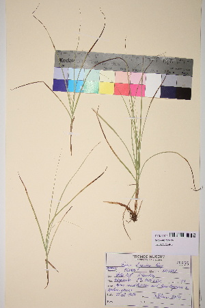  (Carex ligerica Gay - TROM_V_75595_sg)  @11 [ ] CreativeCommons - Attribution Non-Commercial Share-Alike (2017) Unspecified Tromsø University Museum