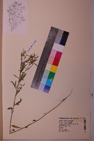  ( - TROM_V_84244_sg)  @11 [ ] CreativeCommons - Attribution Non-Commercial Share-Alike (2018) Unspecified Tromsø University Museum