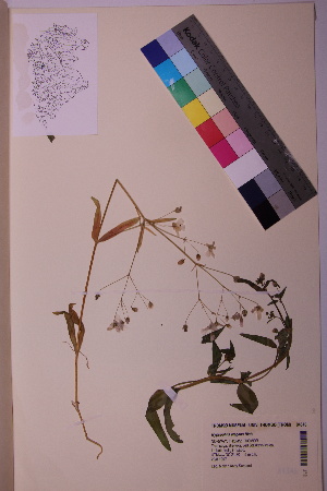  ( - TROM_V_84346_sg)  @11 [ ] CreativeCommons - Attribution Non-Commercial Share-Alike (2018) Unspecified Tromsø University Museum