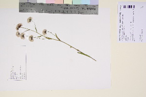  (Erigeron acer politus - TROM_V_94023_sg)  @11 [ ] CreativeCommons - Attribution Non-Commercial Share-Alike (2017) Unspecified Tromsø University Museum