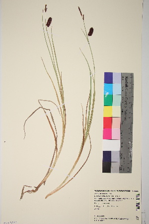  (Carex x stenopis - TROM_V_965649_sg)  @11 [ ] CreativeCommons - Attribution Non-Commercial Share-Alike (2017) Unspecified Tromsø University Museum
