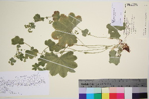  (Alchemilla murbeckiana - TROM_V_96581_sg)  @11 [ ] CreativeCommons - Attribution Non-Commercial Share-Alike (2016) Unspecified Tromso University Museum