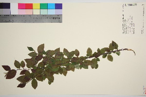  (Cotoneaster acutifolius - TROM_V_965862_sg)  @11 [ ] CreativeCommons - Attribution Non-Commercial Share-Alike (2016) Unspecified Tromso University Museum