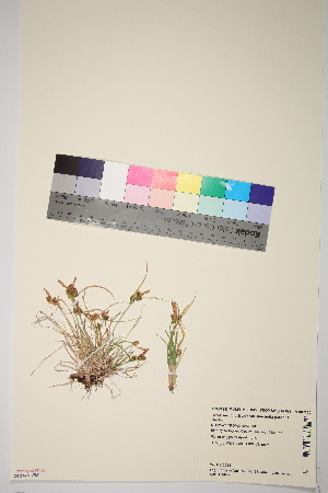  (Carex viridula oedocarpa - TROM_V_967830_sg)  @11 [ ] CreativeCommons - Attribution Non-Commercial Share-Alike (2017) Unspecified Tromsø University Museum