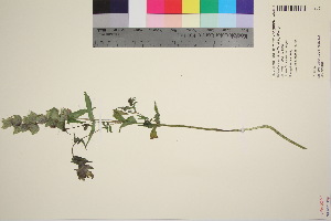  ( - TROM_V_968115_sg)  @11 [ ] CreativeCommons - Attribution Non-Commercial Share-Alike (2016) Unspecified Tromso University Museum