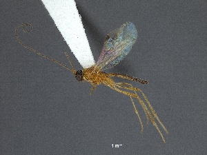  ( - WSSF316)  @11 [ ] CreativeCommons - Attribution Non-Commercial Share-Alike (2013) WSDA Entomology Washington State Department of Agriculture