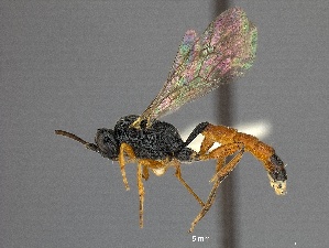  ( - WSSF374)  @11 [ ] CreativeCommons - Attribution Non-Commercial Share-Alike (2013) WSDA Entomology Washington State Department of Agriculture