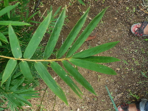  ( - Bmul3)  @11 [ ] No Rights Reserved  Unspecified Unspecified