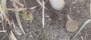  ( - Bbur2)  @11 [ ] No Rights Reserved  Unspecified Unspecified