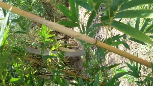 ( - Bmul3)  @11 [ ] No Rights Reserved  Unspecified Unspecified