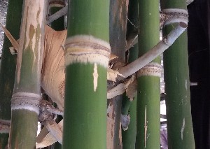  ( - Bbur2)  @11 [ ] No Rights Reserved  Unspecified Unspecified