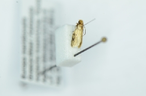  ( - CMW_BC0645)  @11 [ ] copyright (2025) Unspecified POESE